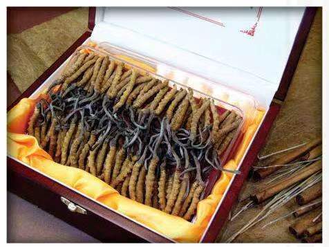 元江冬虫夏草回收